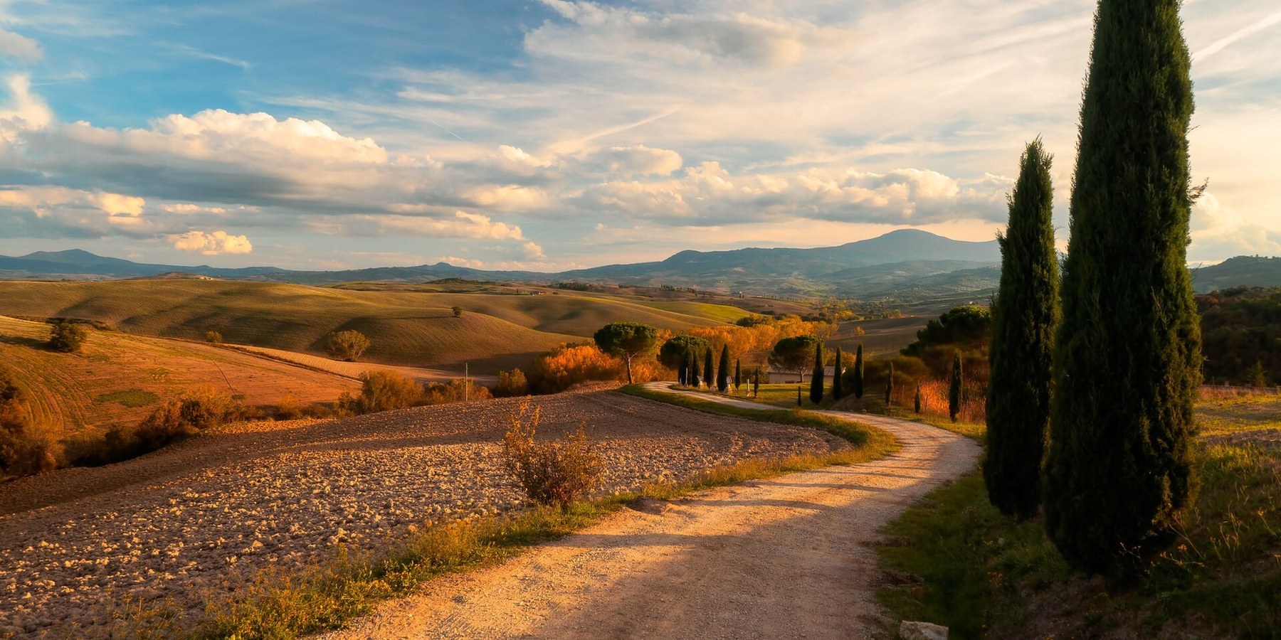 Cypress road and golden Tuscan hills